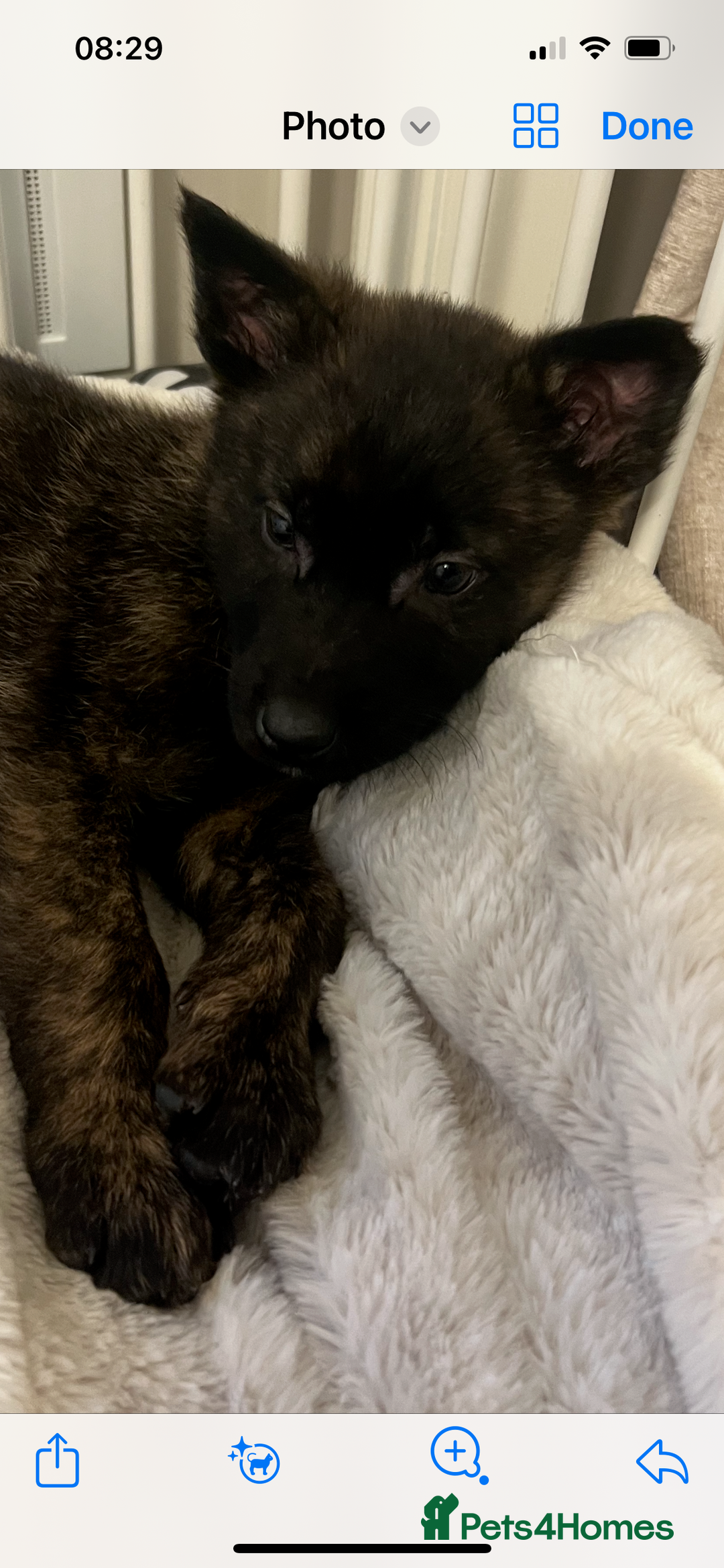 Belgian Shepherd Dog dogs for sale: Dutch herders  - Advert 4