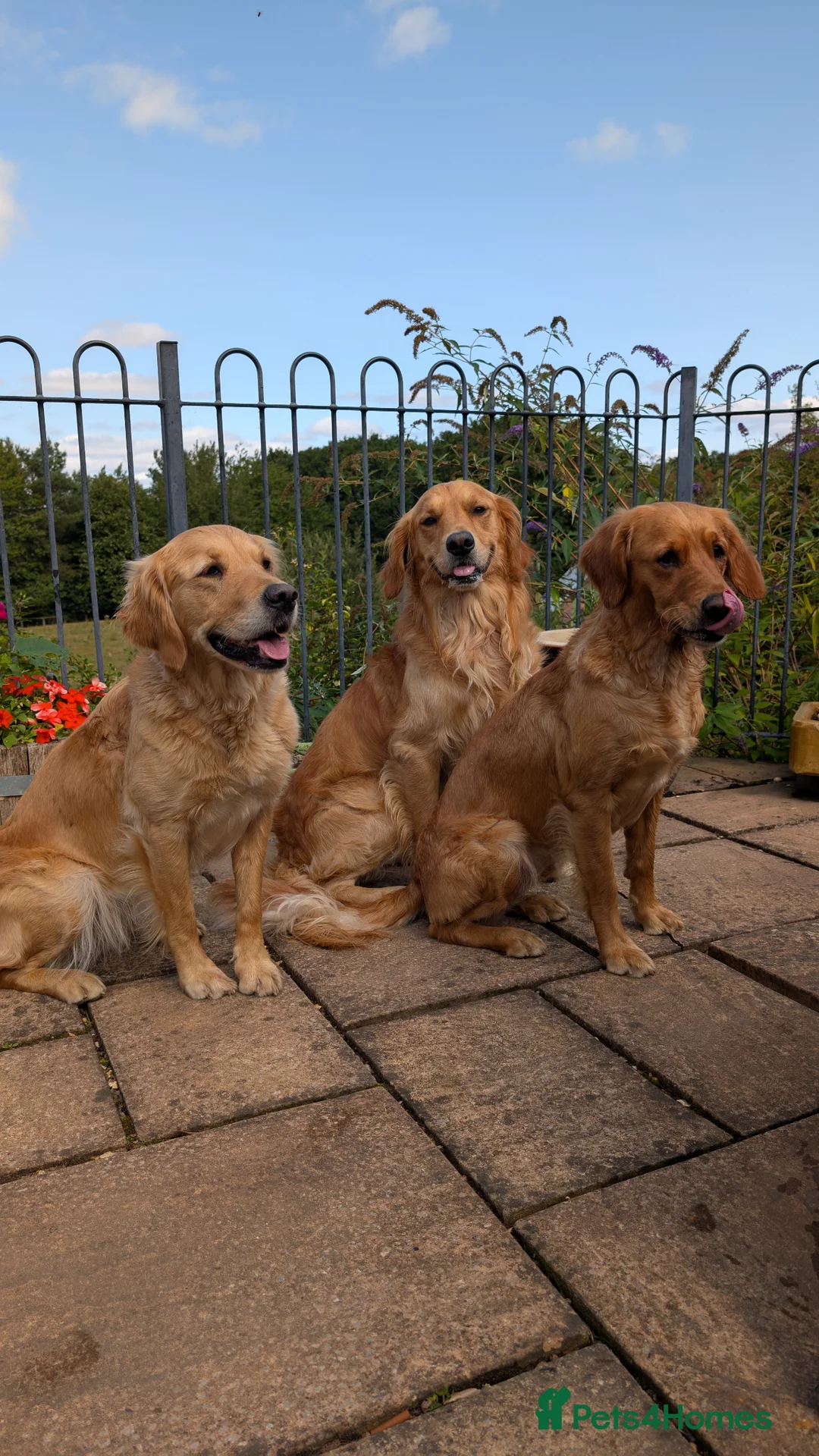 Golden Retriever dogs for stud: Golden Retriever Stud  - Advert 13