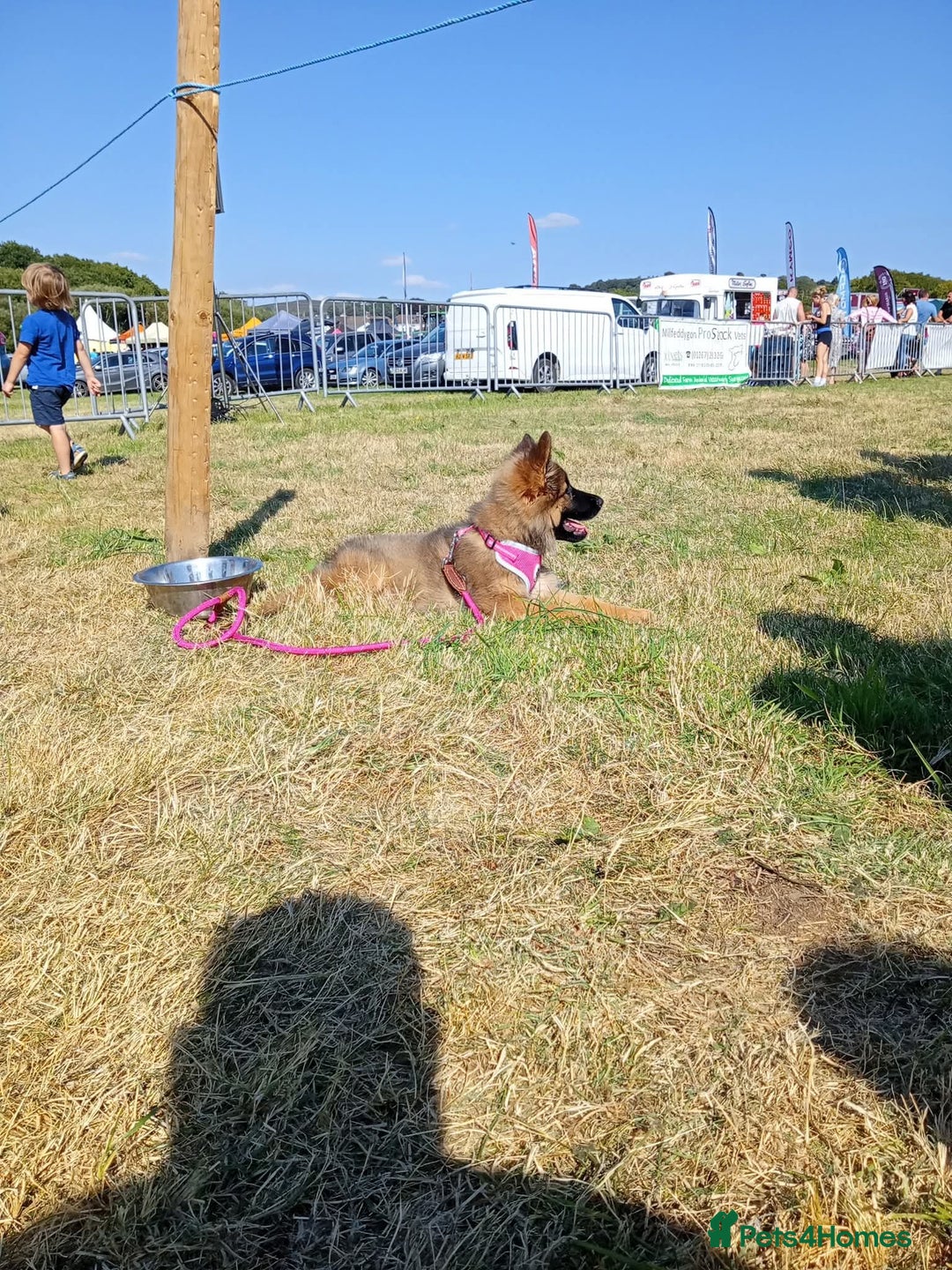 German Shepherd dogs for sale: KC REGISTERED HEALTH TESTED PARENTS READY NOW - Image 2