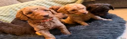 Miniature Poodle dogs for sale: Miniature Poodles - Advert 11