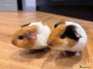 Guinea Pig rodents Gorgeous Pair Baby Guinea Pigs - Advert 6