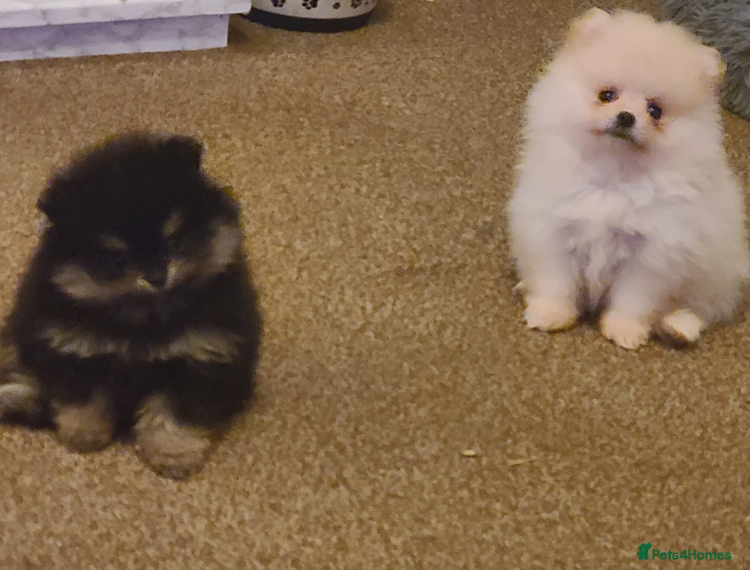 Pomeranian dogs for sale: Kc registered pomeranian puppies - Advert 9