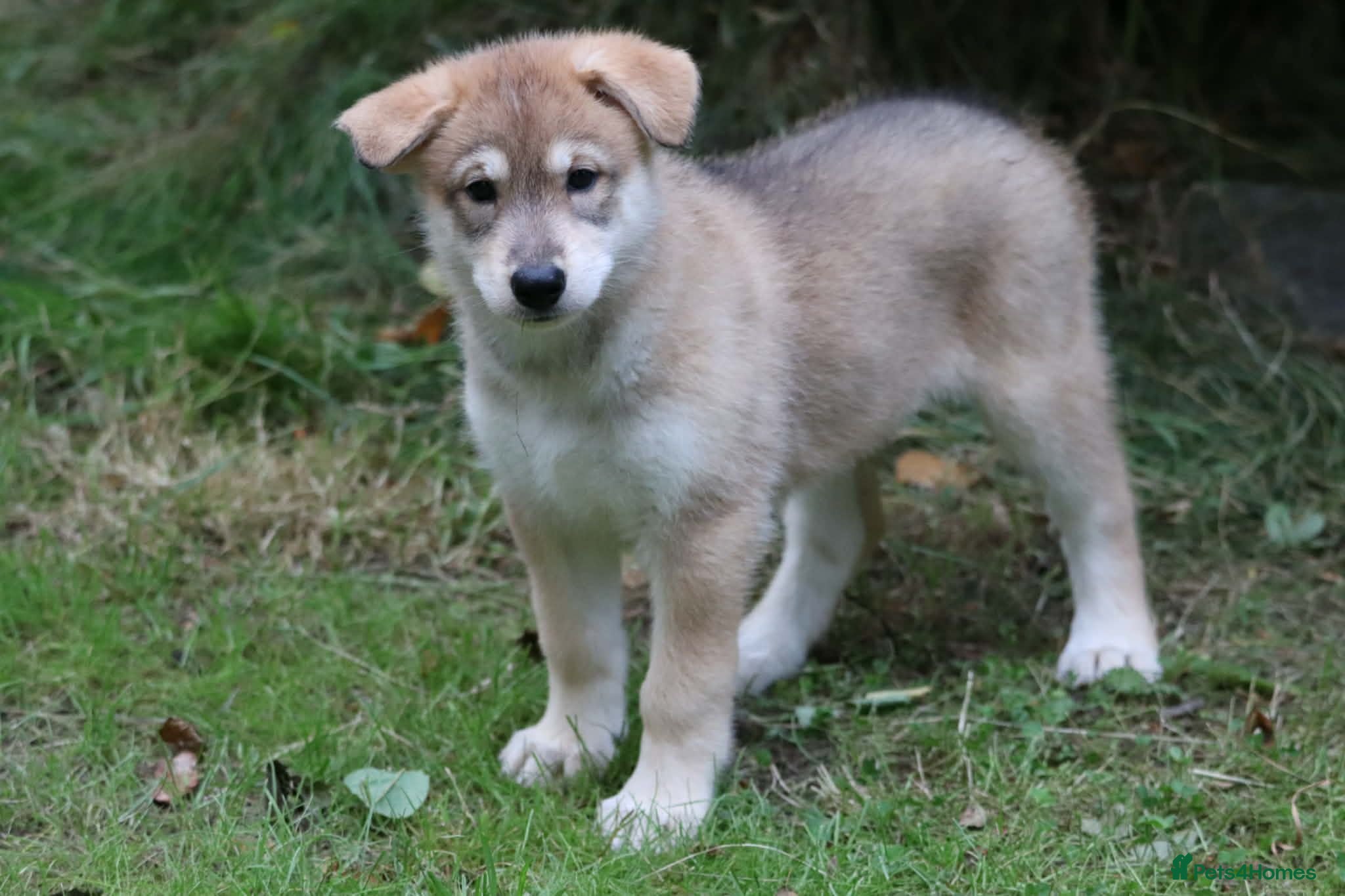 Saarloos Wolfdog dogs Ready to leave on Saturday  - Advert 1
