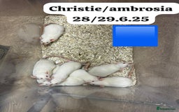 Rat rodents for sale: Baby and young rats ready now. Sheffield - Image 7