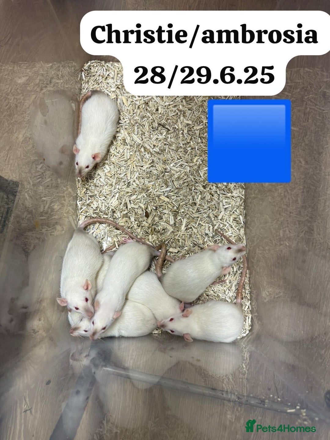 Rat rodents for sale: Baby and young rats ready now. Sheffield - Image 7