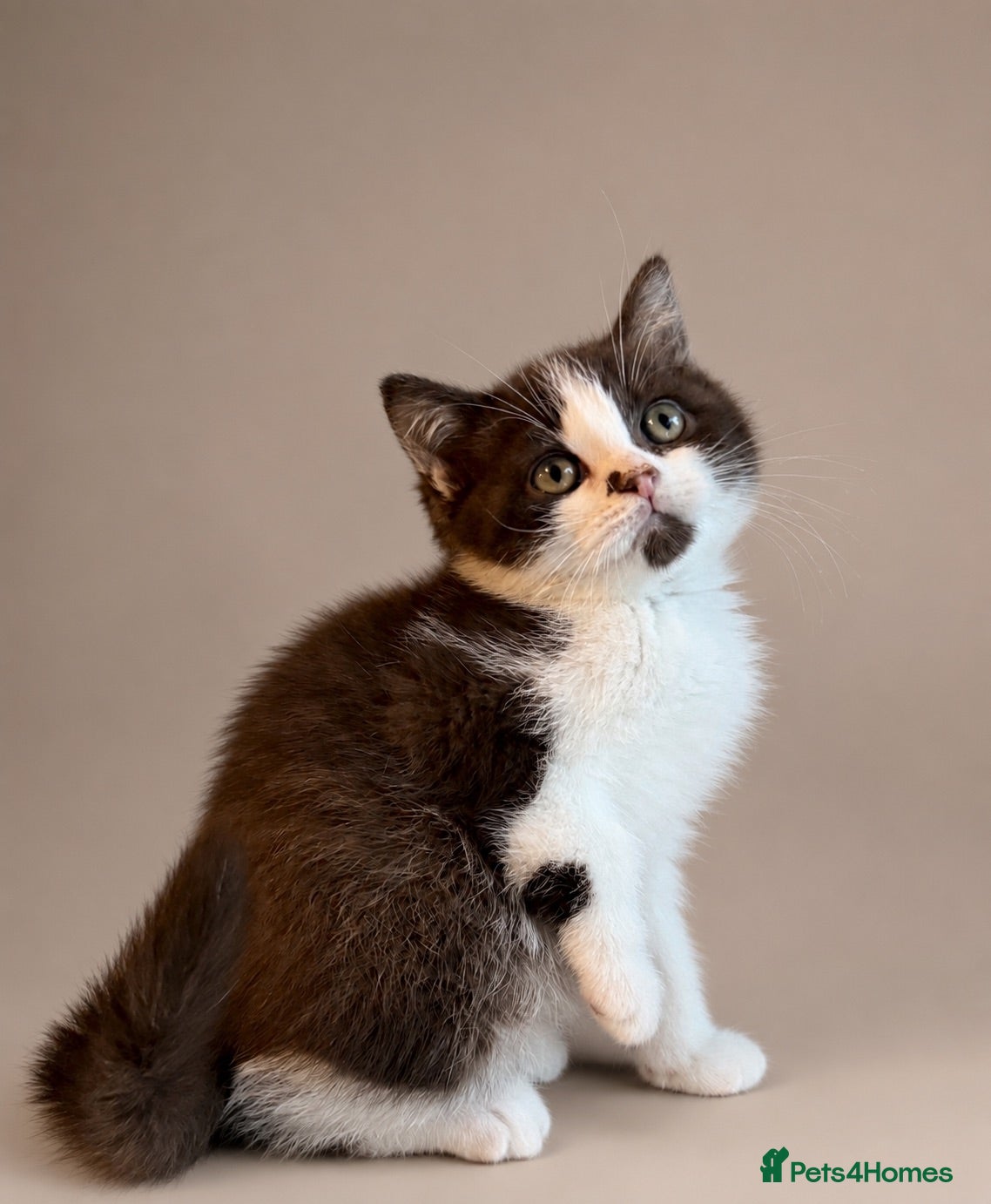 British Shorthair cats Chocolate bi boy BSH Kitten - Advert 4