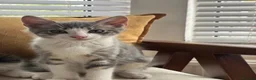 Mixed Breed cats for sale: 2 Amazing Boy Kittens - Advert 5