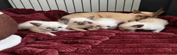 Burmese cats for sale: Chocolate Mink Boys ,registered,2x vet checked, - Advert 4
