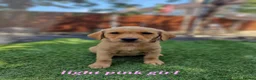 Labrador Retriever dogs for sale: KC registered Labrador Retriever puppies  in Ilford - Advert 6