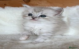 RagaMuffin cats for sale: PEDIGREE RAGAMUFFIN KITTENS RARE - Image 6