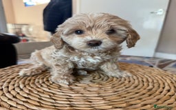Mixed Breed dogs for sale: Toy Maltipoo X Miniature Labradoodle Puppies - Image 12