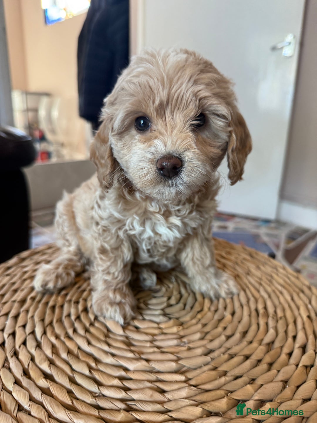 Mixed Breed dogs for sale: Toy Maltipoo X Miniature Labradoodle Puppies - Image 12