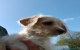 Jackapoo dogs for sale: Golden Male Jack-A-Poo Puppy - Image 8