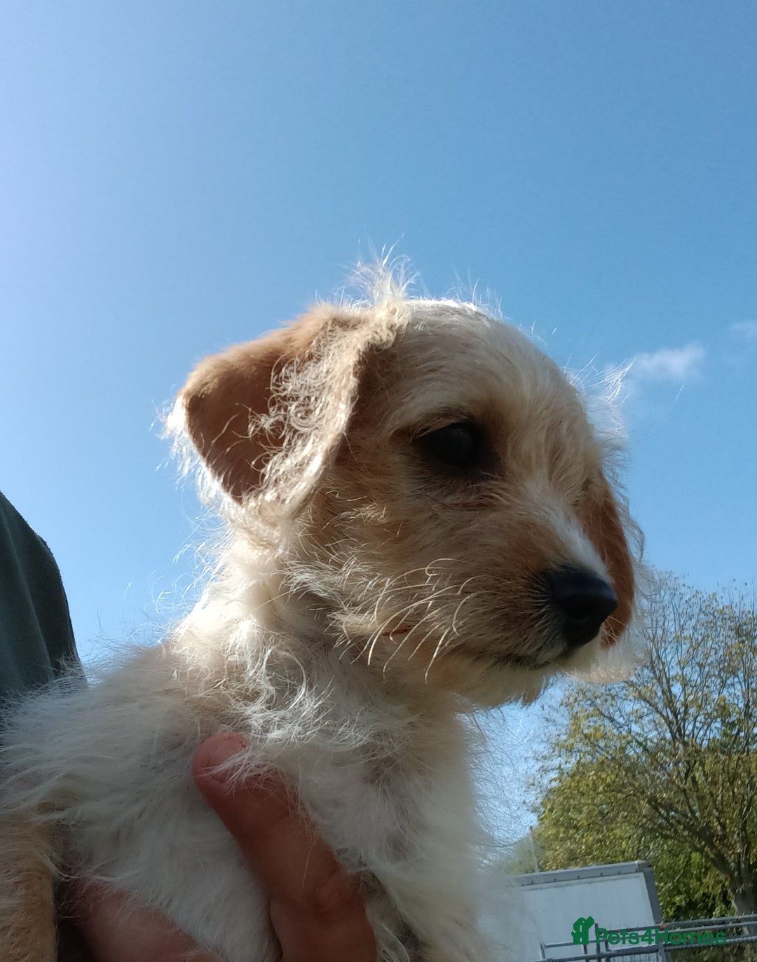 Jackapoo dogs for sale: Golden Male Jack-A-Poo Puppy - Image 8