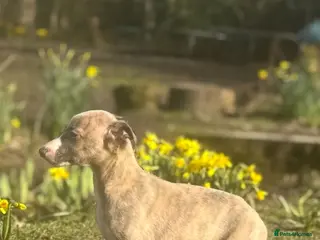 Whippet dogs Kc whippets - Advert 1