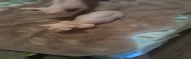 Sphynx 1