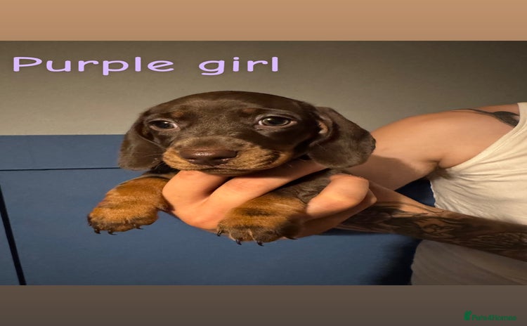 Miniature Dachshund dogs - Advert 9