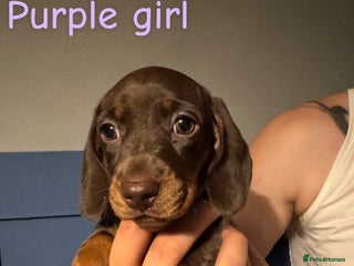 Miniature Dachshund dogs - Advert 15