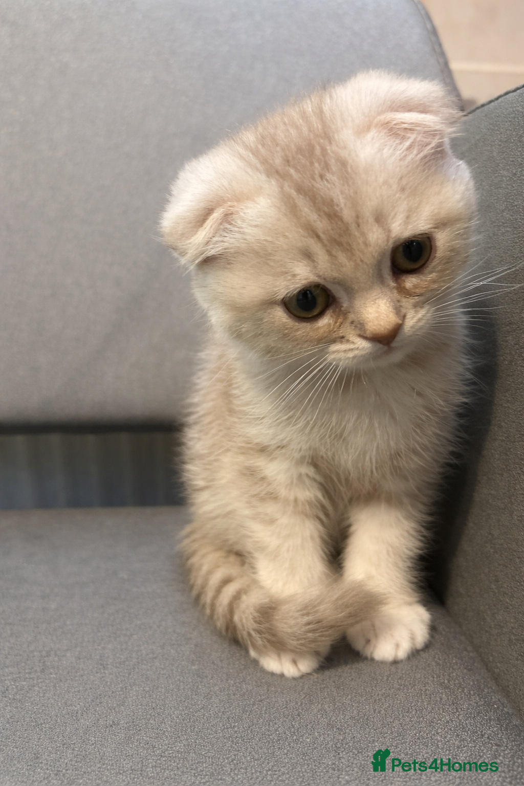 Scottish Fold cats 🐾 3 gorgeous Scottish folds🐾 - Advert 2
