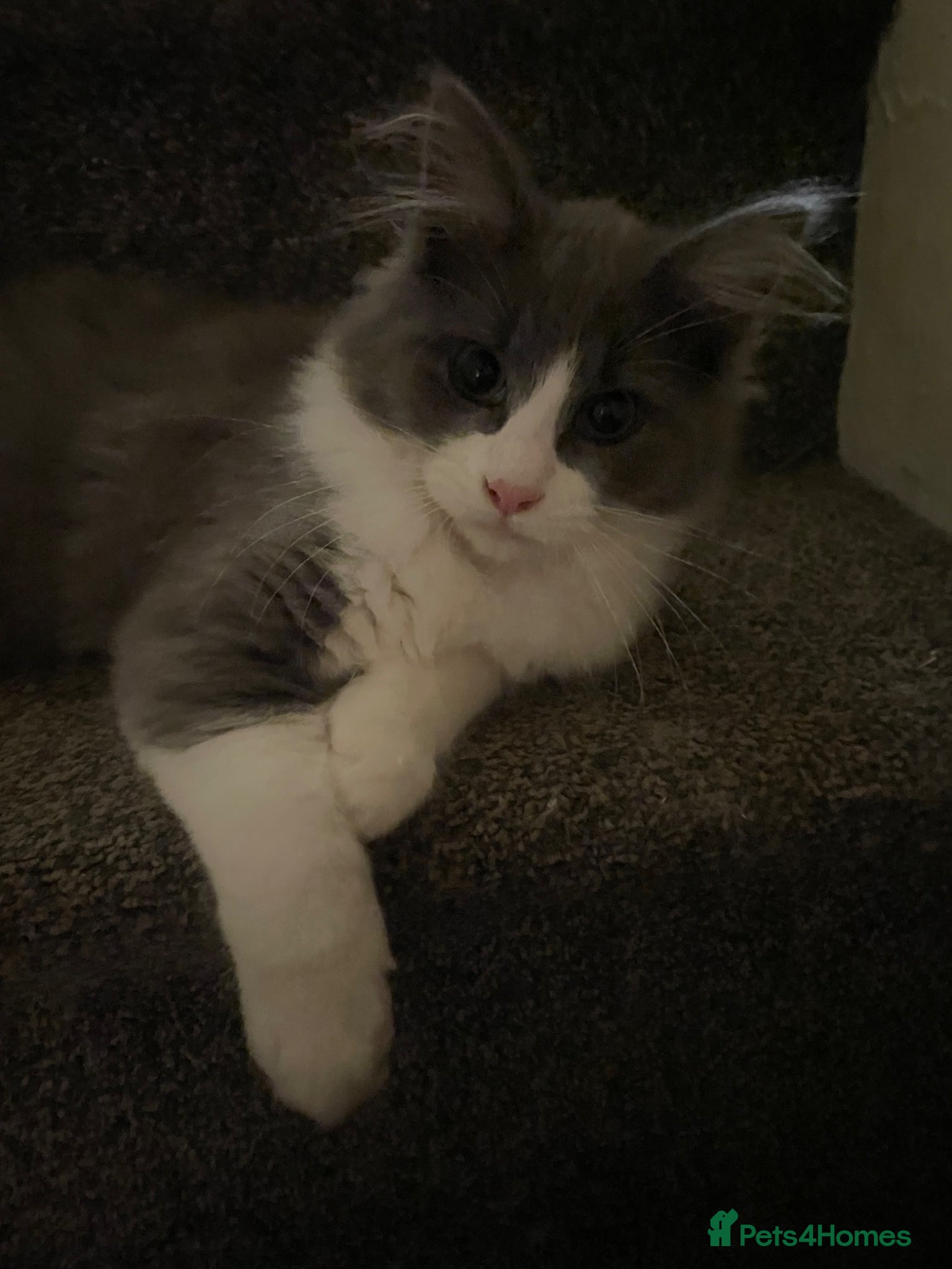 Maine Coon cats 💓ONLY ONE Beautiful Mainecoon/Ragdoll  Kittens💓 - Advert 5