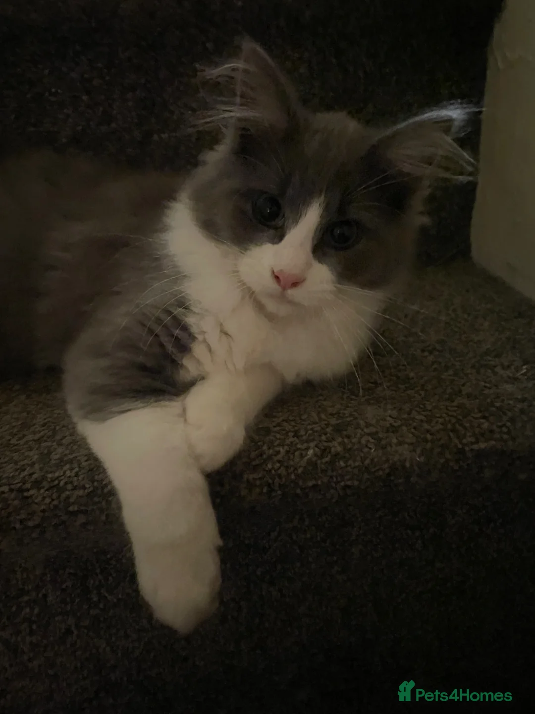 Maine Coon cats for sale: 💛ONLY ONE FEMALE Mainecoon/Ragdoll💛 - Advert 2