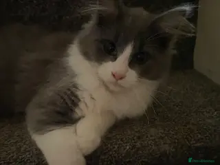 Maine Coon cats 💓ONLY ONE Beautiful Mainecoon/Ragdoll Kittens💓 - Advert 5