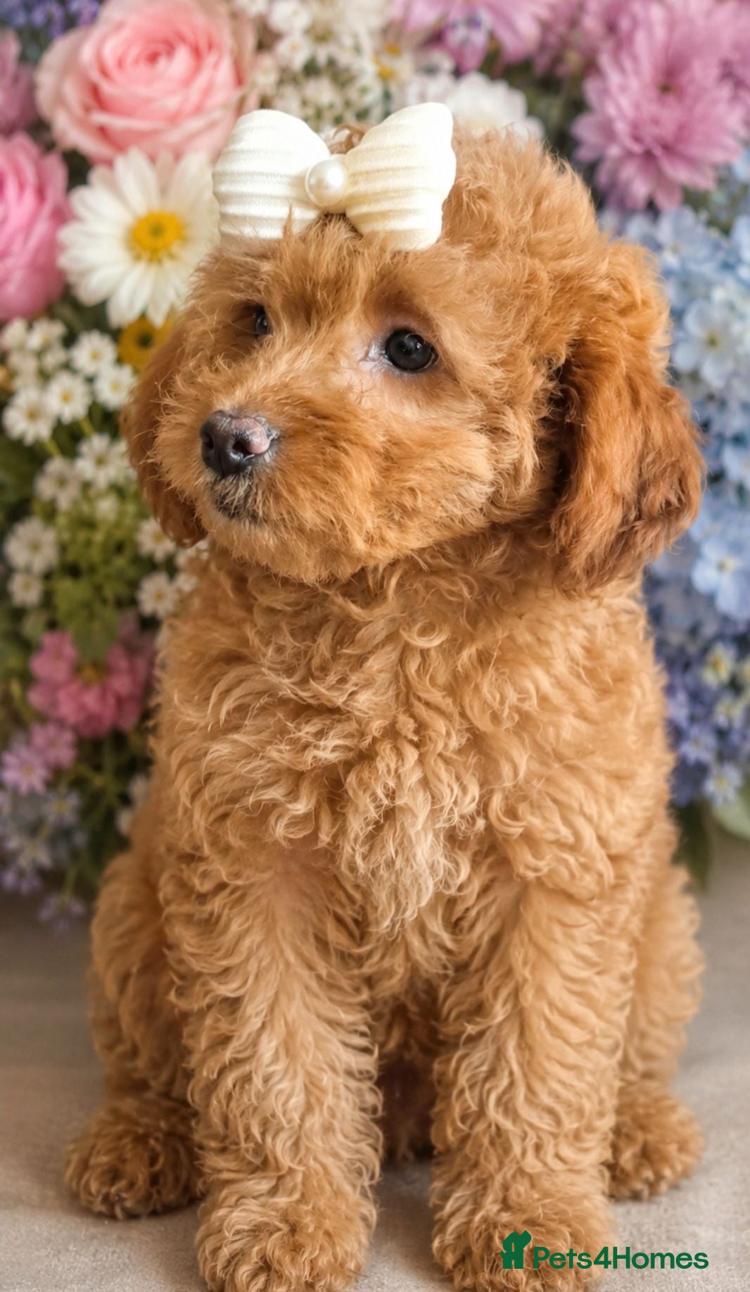 Cavapoo dogs 🔥FULLY VACCINATED EXTENSIVELY DNA HEALTH TESTED🔥 - Advert 2