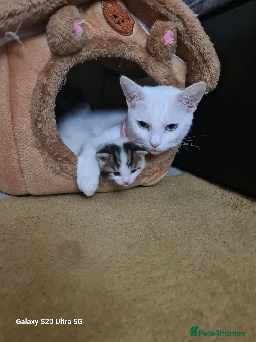 British Shorthair cats for sale: kitten - Advert 3