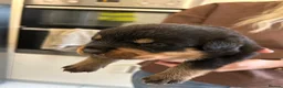 Rottweiler dogs for sale: Chunky Rottweiler puppies  in Sheffield - Advert 11