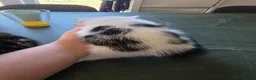 Mixed Breed cats for sale: FREE! 3 kittens / 1 female 2 males - Advert 8