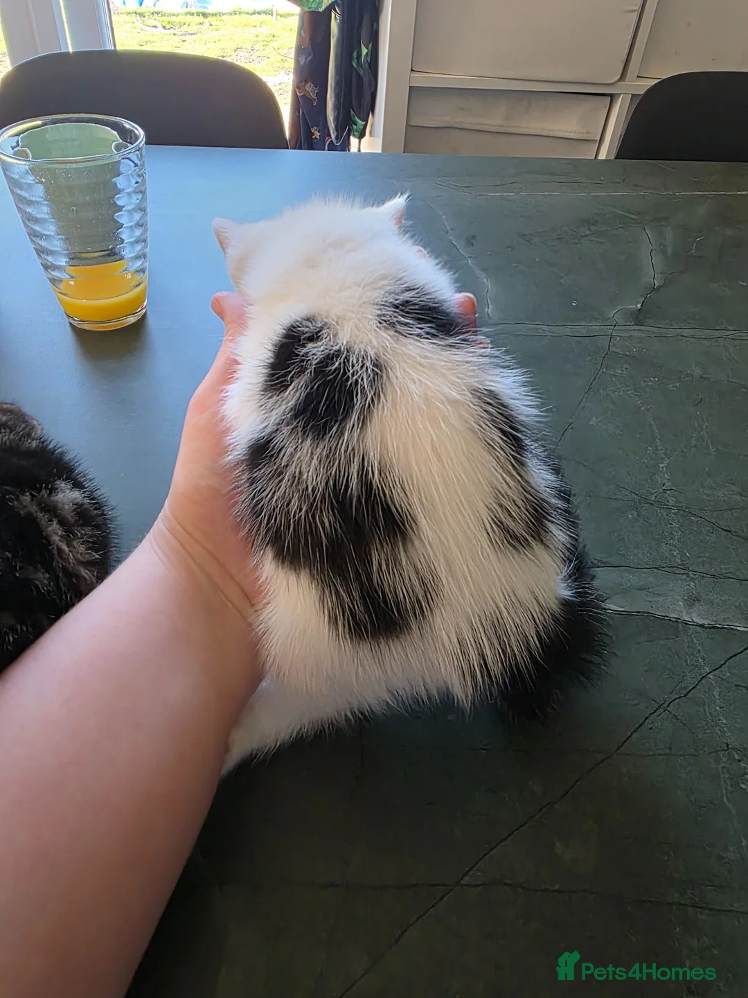 Mixed Breed cats for sale: FREE! 3 kittens / 1 female 2 males - Advert 8