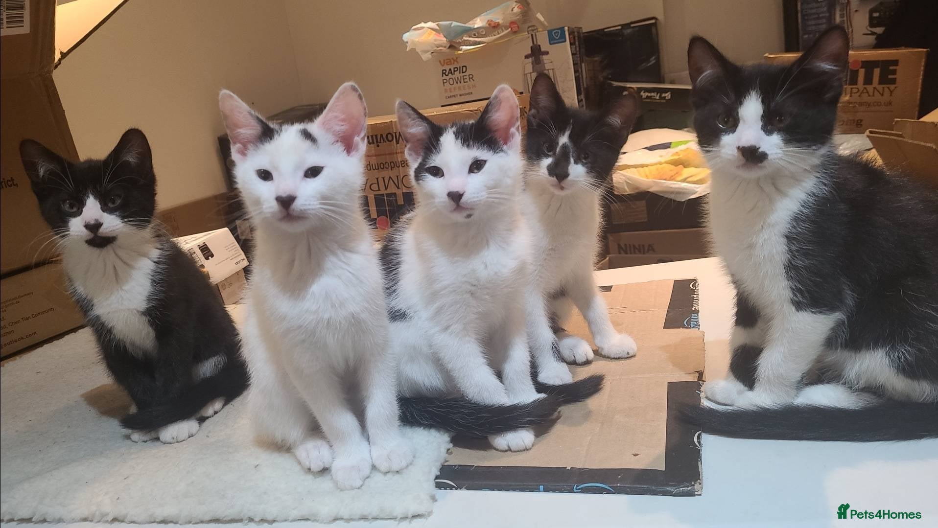 Mixed Breed cats 5 adorable boy kittens. 12 weeks old. Ready to go. - Advert 3