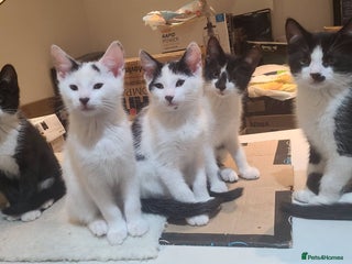 Mixed Breed cats 5 adorable boy kittens. 12 weeks old. Ready to go. - Advert 11