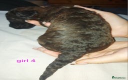 Cockapoo dogs for sale: F1b cockerpoo puppies - Image 27