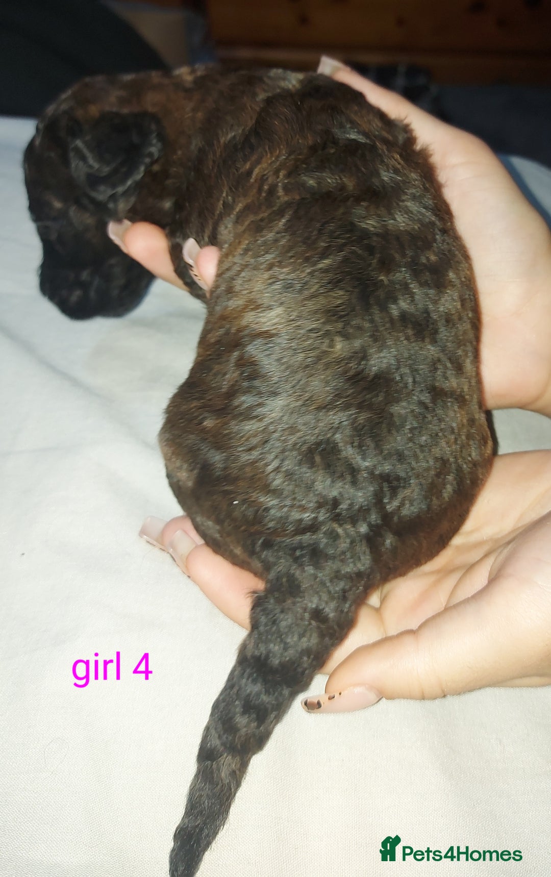 Cockapoo dogs for sale: F1b cockerpoo puppies - Image 27