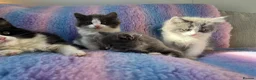 Mixed Breed cats for sale: Ragdoll cross tuxedo kittens for sale in Manchester - Advert 4