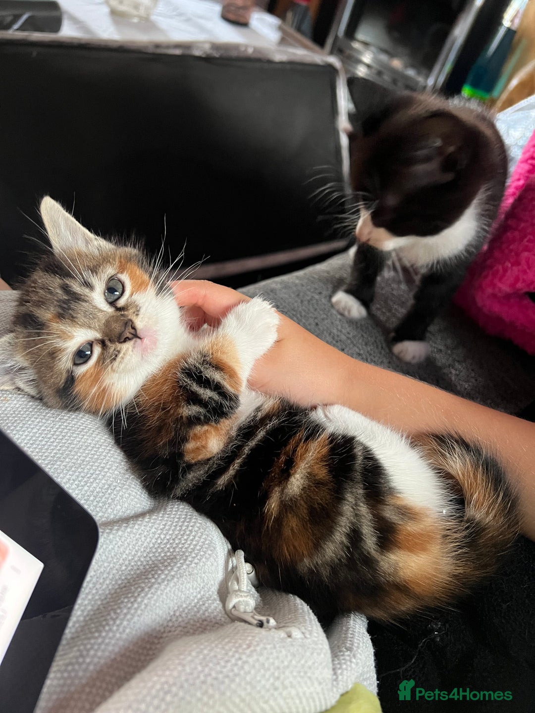 Mixed Breed cats for sale: Affectionate playful kittens - Image 3