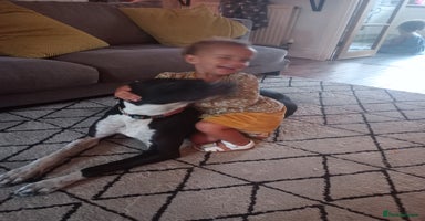 Mixed Breed dogs Adventurous Loving Female Bull Lurcher - Advert 5