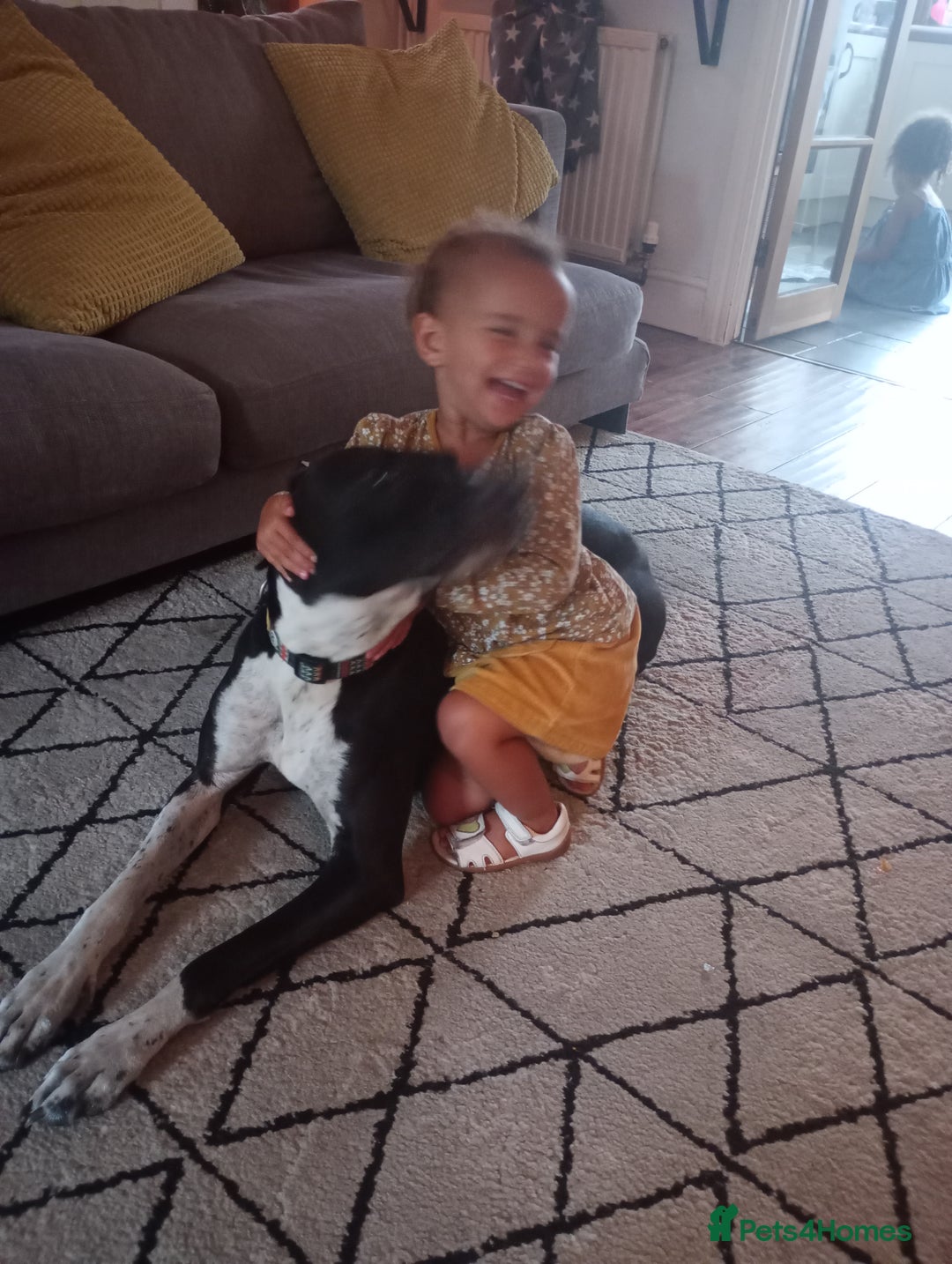 Mixed Breed dogs for sale: Adventurous Loving Female Bull Lurcher - Advert 3