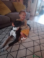 Mixed Breed dogs Adventurous Loving Female Bull Lurcher - Advert 5