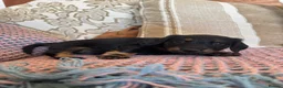 Miniature Dachshund dogs for sale: Miniature dachshunds for sale in Witney - Advert 3