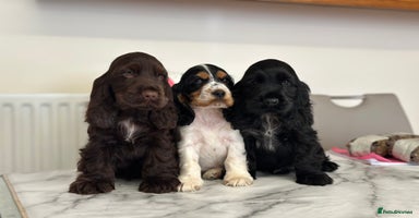 Cocker Spaniel dogs - Advert 3