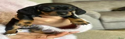 Miniature Dachshund dogs for sale: Miniature dachshund - Advert 5