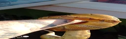 Python Snake reptiles for sale: (F) Enchi Clown Python Regius - ball/royal python in Sheffield - Advert 1