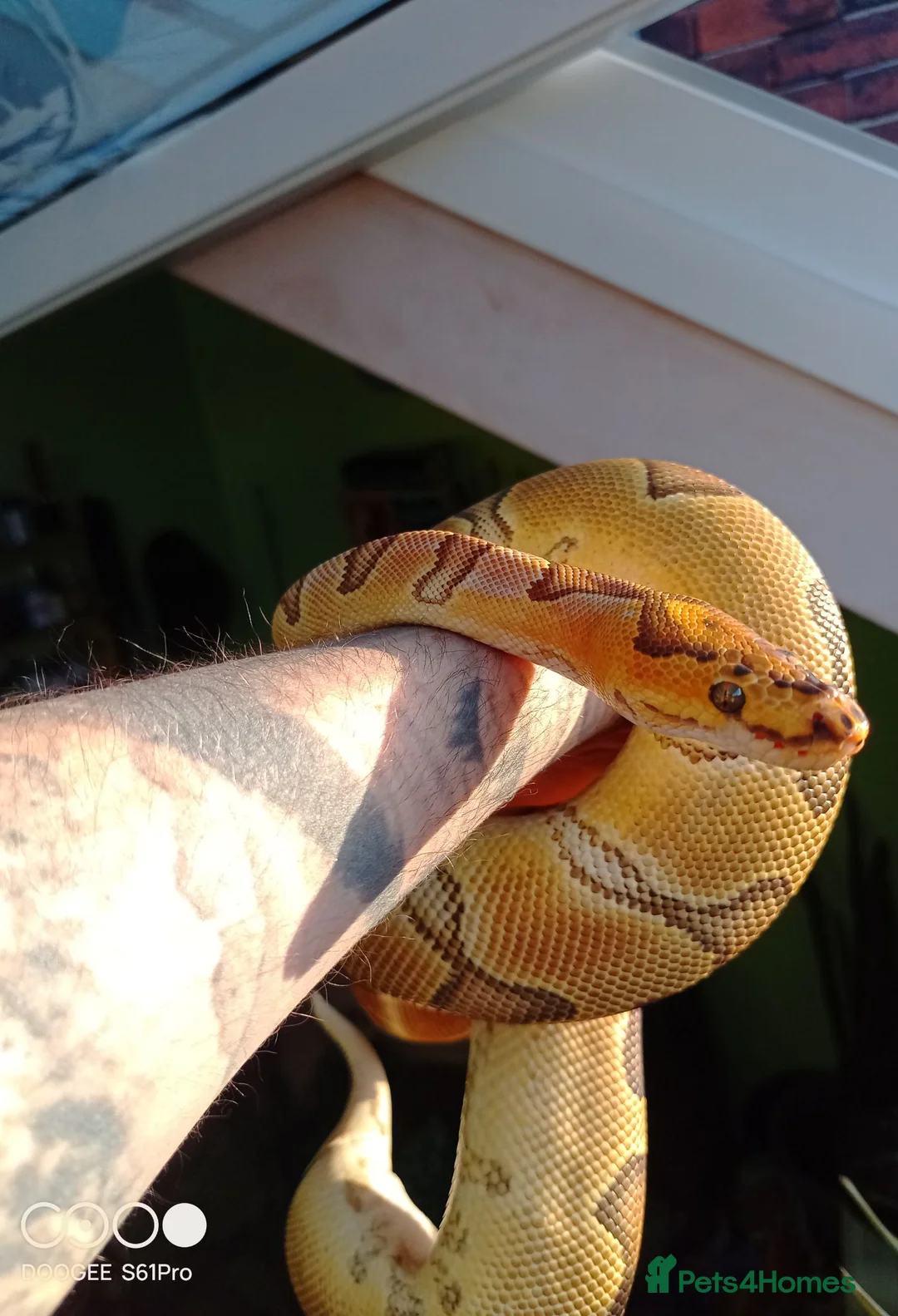Python Snake reptiles for sale: (F) Enchi Clown Python Regius - ball/royal python in Sheffield - Advert 1