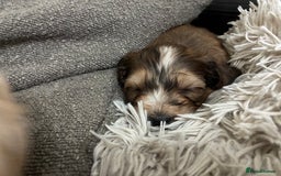 Mixed Breed dogs for sale: Adorable Cockerchons Fluffy, Low-Shed Wonders! - Image 29