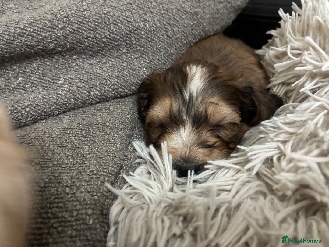 Mixed Breed dogs for sale: Adorable Cockerchons Fluffy, Low-Shed Wonders! - Image 29
