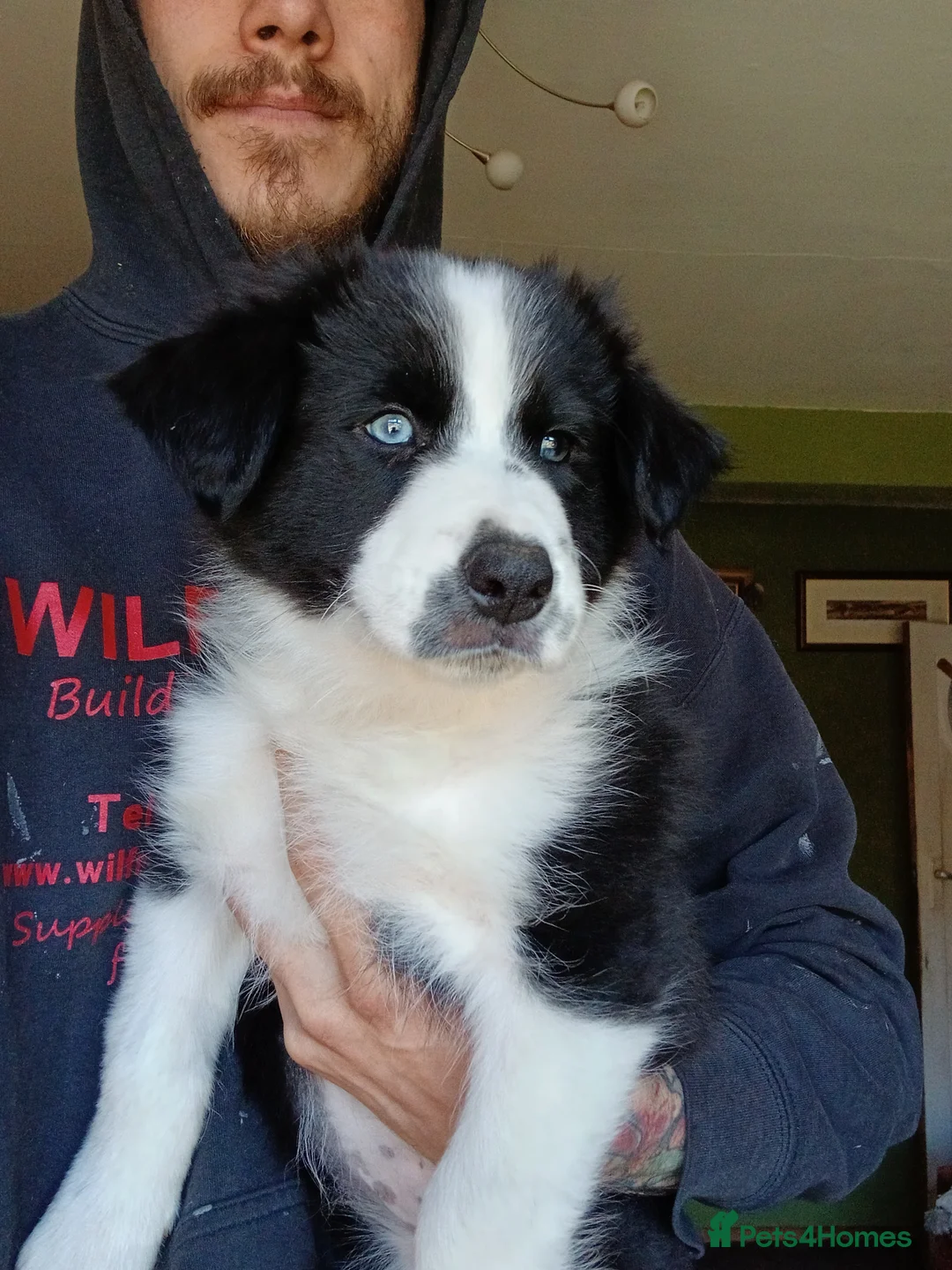 Border Collie dogs for sale: Border collie pups  in Whitby - Advert 2
