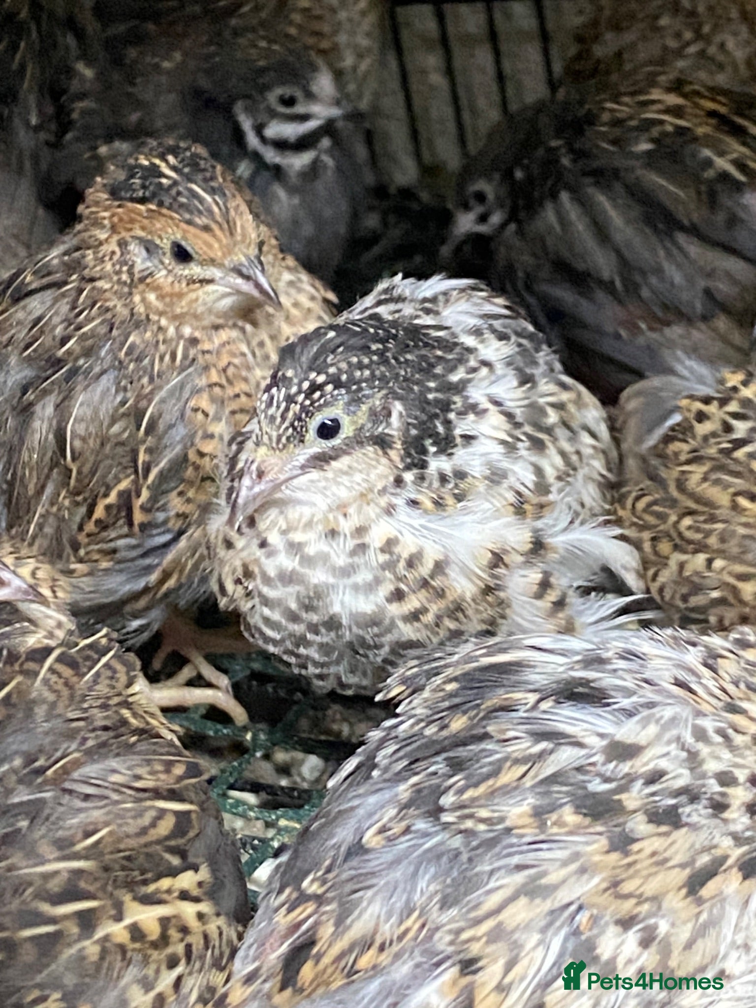 Quail poultry Japanese & Chinese painted quails  - Advert 18