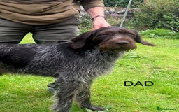 German Wirehaired Pointer dogs for sale: German Wirehaired Pointer Female Pup - Advert 11